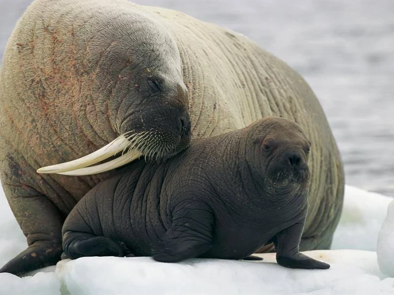 В России 24 ноября будут отмечать 3 праздника