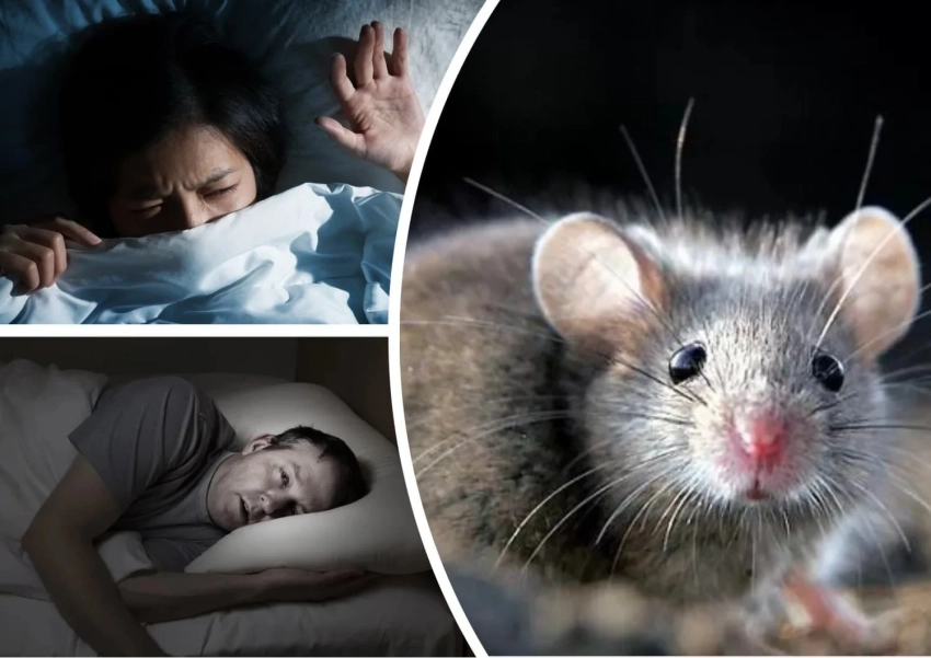 От Фрейда до Ванги: толкование снов о мышах в разных обстоятельствах